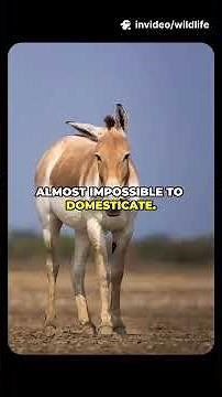 The Onager – The Wild Donkey That Runs Faster Than a Racehorse