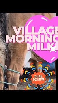 milking cows on a dairy farm || cow milking video