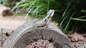 Footage of Australian Water Dragons at their Habitat