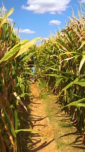 753K views · 10K reactions | THEY’RE EATING THE CROPS!  #farmlife #crops #truth #ohio #funny | Gatlin Didier | Facebook