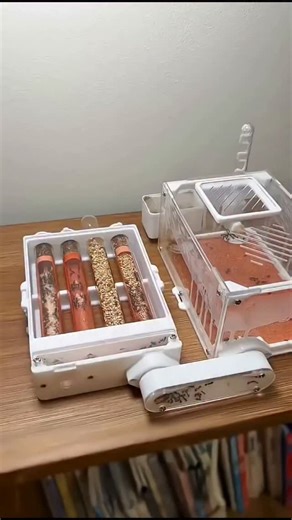 rattrap.co on Instagram: "bought an ant castle part 7 Today I ordered takeout for the ants. #viralreels #antman #InstaDaily, #PhotoOfTheDay, #ExplorePage, #Love, #TrendingNow"