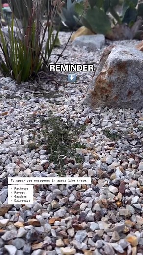 2.2K views | Pre emergent isn’t just essential for a weed free lawn, it’s also a great solution for those difficult to manage areas like walkways, pavers, driveways, gardens etc! #lawn #lawncare #turfmanagement #lawnmaintenance #australiangarden #grass #australia #turfcare | My Lawn Co. | Facebook