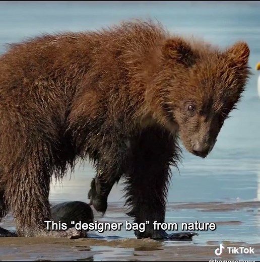 Brown Bears' First Meal After Hibernation: Mussels & Clams