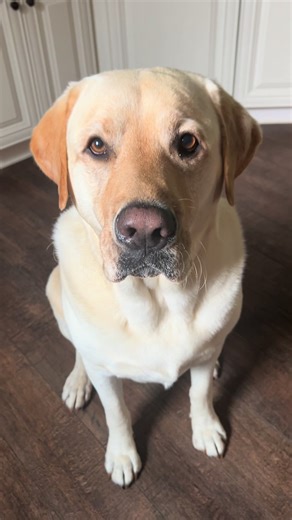 #englishlabrador #labrador #labradorretriever #smartdog #yellowlab