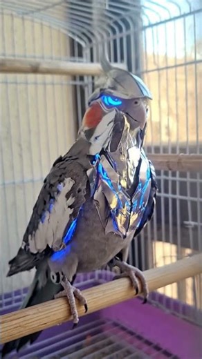 this is cool my birds #audio #haveitoldyoulatelythatiloveyou #automobile