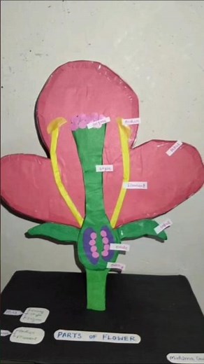 Amazing 3D Flower Model 🌺 | Easy DIY Biology Project for Students