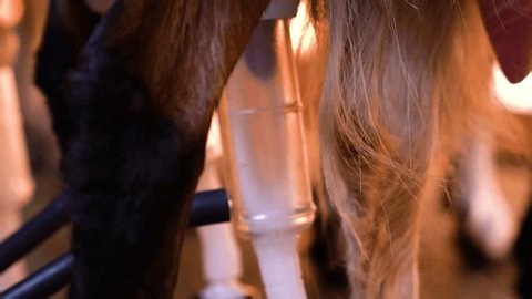 Close Milking Machine Extracting Milk Dairy Stock Footage Video (100% Royalty-free) 3804321997 | Shutterstock