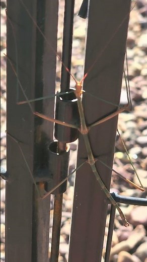 Have you Ever Seen a Stick Bug?