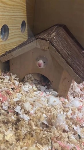 Hamster peeping 😅 #hamsters #cuteanimals #peep | Hamster House