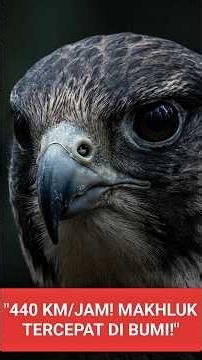 Peregrine Falcon: The Fastest Hunter on Earth Reaches 440 km/h in a Deadly Dive
