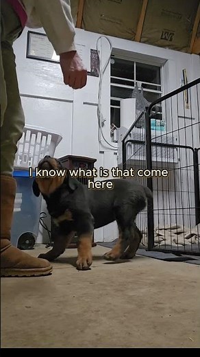 This 10 Week Old Rottweiler Puppy Learns Amazing Trick in Just 5 Minutes!