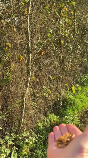 Hand feeding a robin at Beverley Beck #beverley #birdsong #handfeedingbirds #robin #canalwalk