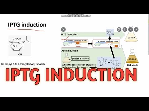 IPTG INDUCTION ll CSIR-NET Life science ll xgene & proteinx