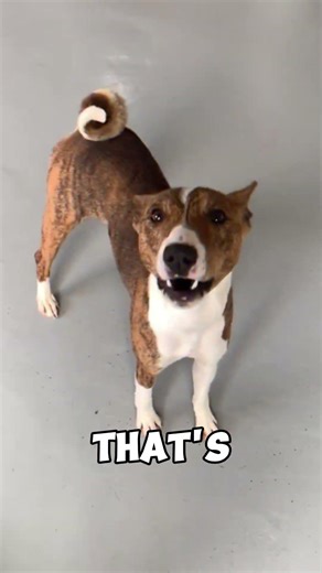 The Dog That Never Barks