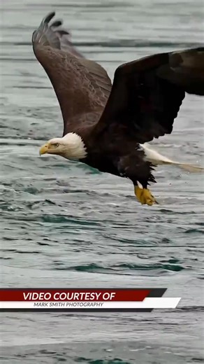 Buongiorno ☕️ bellissima aquila reale testa bianca mentre caccia librata in volo 🦅 | Avvistamenti di Creature Mitologiche