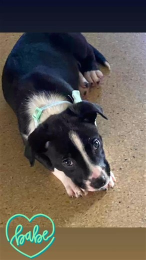 My puppies Board Collies two sisters 5 Months young. Just admirations ‼️Blue and Green are over active for the eating, to playing and to make everywhere toulets # # | GalaR. | Facebook