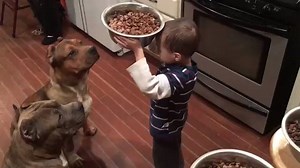 594K views · 8.5K reactions | O espírito de #liderança começa em casa. Que os pequenos líderes sejam reconhecidos e incentivados nos momentos mais simples do cotidiano, como por exemplo, na hora do almoço. #recantodospitbulls | Recanto Dos Pit Bulls | Facebook