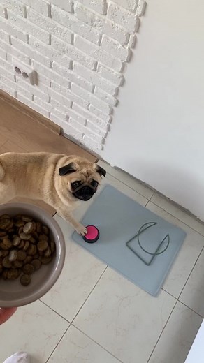 ЖРАТЬ ХОЧУ!!#мопс #собака #мопсы #рек #dog #pug #puglife