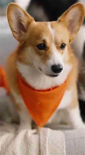 What happens when a group of dogs sits down to watch a cat on TV? Pure comedy gold.