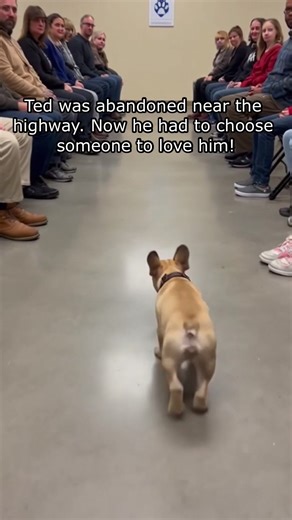 Emotional Pet Adoption Stories That Touch the Heart