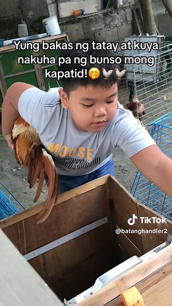 Malupiton v4 HAHAHAHHAHA#batanghandler🐓 #sabungerotiktok #fypシ゚viral #fyp
