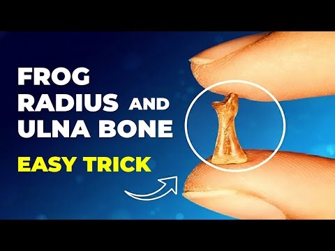Frog Radius & Ulna Bone Explained | Class 11 Zoology Practical | Easy Step-By-Step Guide