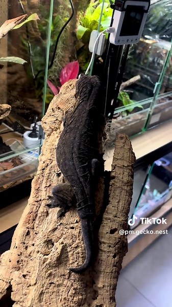 Understanding Gravid Female Lizards and Reptile Care