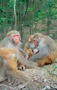 39K views · 1.2K reactions | The daily life of wild monkeys in the forest. Mother monkey fights to protect her baby monkey | Monkey Dody | Facebook