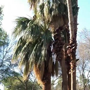 6.4K views · 68 reactions | Ooo baby, baby! Can you spy our baby spider monkey? Spider monkeys do not have a thumb. Their four fingers are curved and look like a hook, which is special adaptation to the life in the trees! #babyanimals #spidermonkey #funfact #didyouknow | Wildlife World Zoo | Facebook