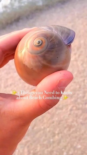 Save & Read Below! 🐚⬇️ . 3 Things you Need to Know about Beachcombing... . ✨️ It's less about WHERE you go and more about WHEN you go! Check out my recent reel "the best time to go shelling" part 1 to learn more. . ✨️ Try to have fun and enjoy your surroundings! It's easy to get so wrapped up into finding shells that you forget to enjoy the moment. Remember to soak up the sun, salty air, and sound of the waves. . ✨️ Nothing is ever promised, but there's always next time. You will have days wher