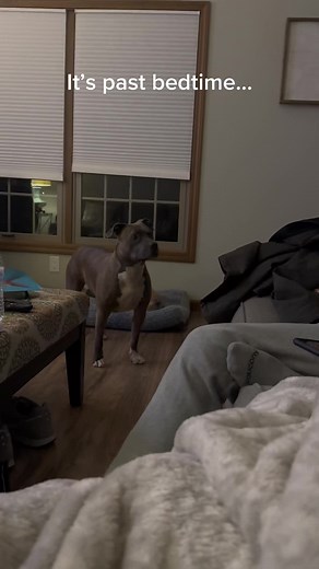 Y’all your niece don’t play when it comes to bedtime… 😂 #foryou #pitbull #foryoupage #pitbullsoftiktok #fyp #funny #talkingdog #funnyvideos #fyp #fypシ #fypviralシ #laugh