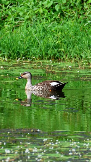 Indian spot-billed duck | 𝐍𝐚𝐭𝐮𝐫𝐞 𝐏𝐡𝐨𝐭𝐨𝐬 𝐁𝐨𝐨𝐤