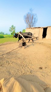 2.1M views · 10K reactions | #oldisgold #trainding #foryoupageシ #tokka #Tasawarhussain #village | Tasawar Hussain | Facebook