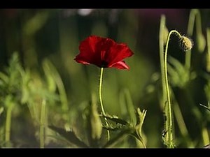 Motivating music to Begin Well the Day #2