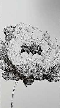 An important lesson to learn from soft petals that challenge and builds your line drawing skills