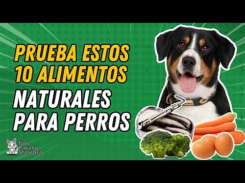 TOP 10 DE ALIMENTOS RECOMENDADOS PARA TU PERRO