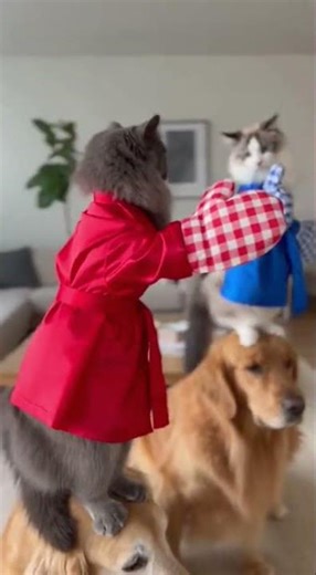Epic Cat Boxing Match: Tiny Feline Fighters on Giant Dogs! #funny #animal
