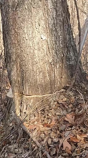 #slow #motion #fall Watch FULL videos on our page | Boys In The Woods