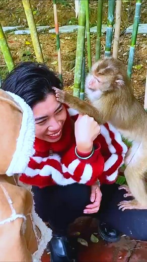 4.2K views · 174 reactions | Monkey Kaka wants to express her love by kissing her mother [Part 01]#reelitfeelit #monkey #reelstrending #cuteanimals #cutemonkey #reelschallenge #reelsvideo #reelsviral #reelkarofeelkaro #reelitfeelit #reelsviralfb #reelsfbシ #monkey #reelstrending #cuteanimals #cutemonkey #reelschallenge #reelsvideoシ #reelsfypシ #reelsviralシ #reelsfacebook #reelkarofeelkaro | The Monkey Lala | Facebook