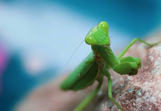 What Does It Mean When Praying Mantis Lands on You? 7 Signs