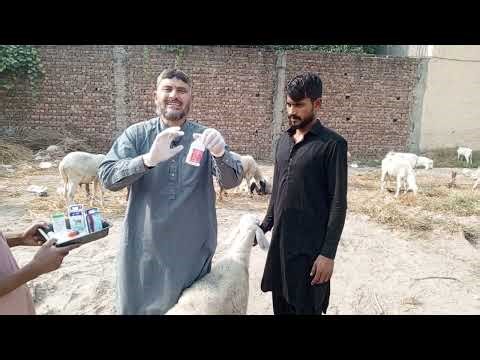 How to Prevent Diseases in Sheep and Goats