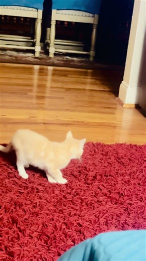 #cat #funny #dance #techno #horrorstation #automobile #animaldance #halloween #catdance