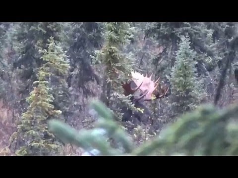 7mm Rem Mag vs moose 2015