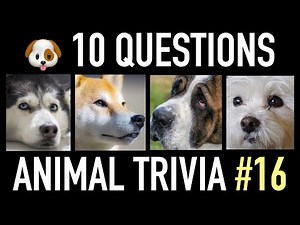 ANIMAL TRIVIA QUIZ #16 - 10 Dog Trivia Questions and Answers Pub Quiz