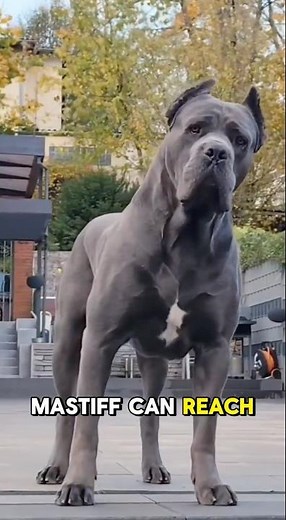 The Strongest Dogs Breeds to Exist