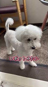 ラムちゃんちょっと変 #癒し動画 #トイプードル #shortvideo
