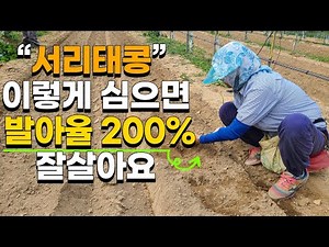 콩 굵게 키우는법, 이렇게 심으면 100% 잘 올라와요 콩 심는시기 콩 재배 - sow beans