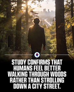 Science confirms what our hearts already know  A simple walk through the woods can lift your mood, reduce stress, and calm your mind more than walking in busy city streets. Sometimes, the best therapy is fresh air, trees, and silence ✨ When was the last time you chose nature? #NatureTherapy #MentalWellbeing #ForestBathing #MindBodySoul #NatureLovers #PsychologyFacts #StressRelief #HealthyMind #WellnessLifestyle #CalmVibes #InnerPeace #OutdoorHealing | Psychology Says | Facebook