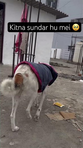 my pyara bruno ❤️ #shorts #dogshorts #doglife #cutedog #viral #dogislife #dogs #shortsfeed