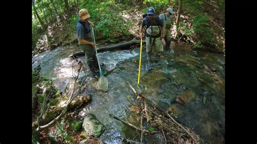 Watch DNR biologists conducting a brook trout survey in a Frederick County headwater stream. Using a backpack electrofishing unit, fish are temporarily stunned so they can be safely netted, measured, and weighed before being returned to the water unharmed. These types of surveys are used to monitor naturally reproducing trout populations and look for new locations where wild trout may be present. To see watersheds that support wild trout populations and coldwater benthic macroinvertebrates in Ma